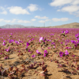 Chili : les fleurs du mal