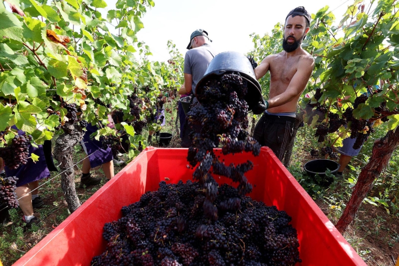 Vendanges : « Le gouvernement a fait un cadeau aux employeurs avant de partir »