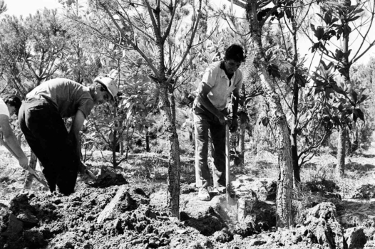 L’« Arabe des champs », figure méconnue