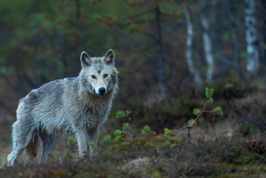 Protection du loup : à quoi joue l’État ?