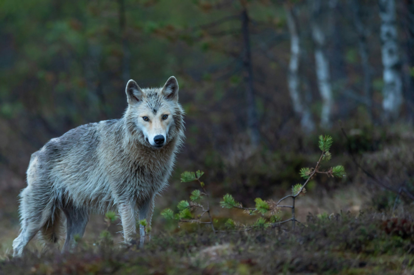 Protection du loup : à quoi joue l’État ?